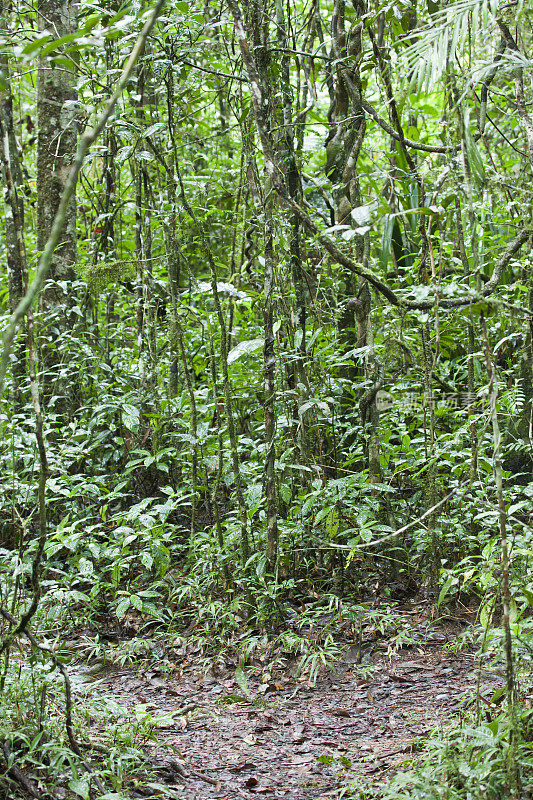马达加斯加 Andasibe-Mantadia (Perinet) NP 的热带雨林